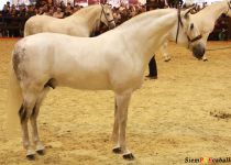 W ROMERO DE TRUJILLO, DE Y . TRUJILLO, CAMPEON DEL MUNDO SICAB 2015 (Copiar)